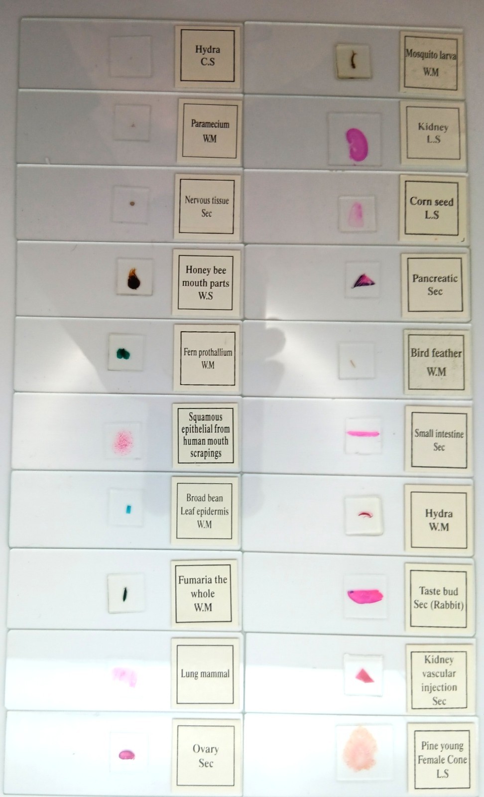 Histological Microscope Slide Preparations (100) - Zoological and Botanical
