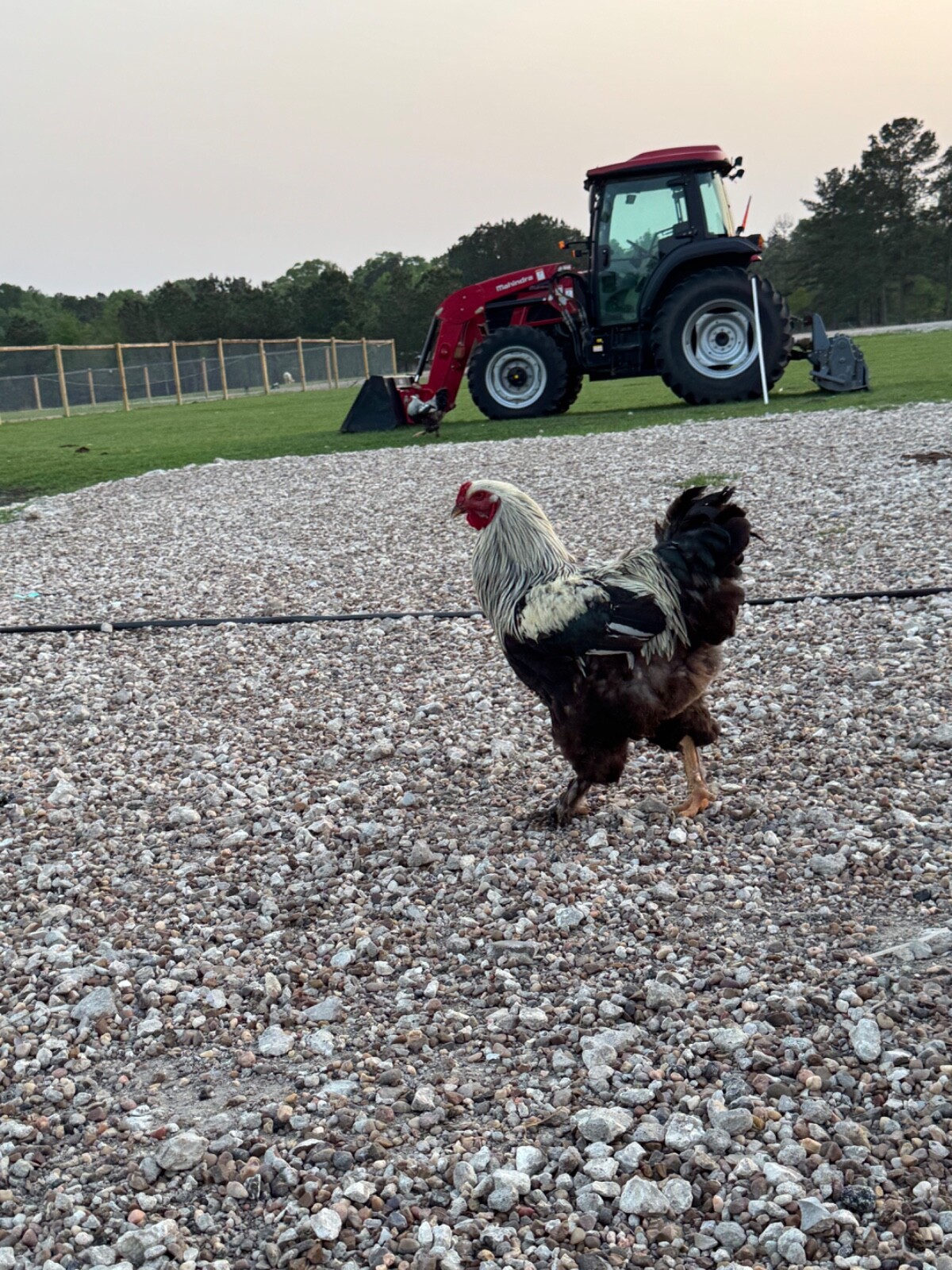 12 Mix Hatching Eggs (Rare Breeds)