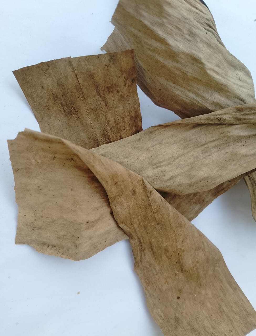 Ceylon Dried Banana Leaves for Aquarium Cleaning 100% Natural Chemical Free