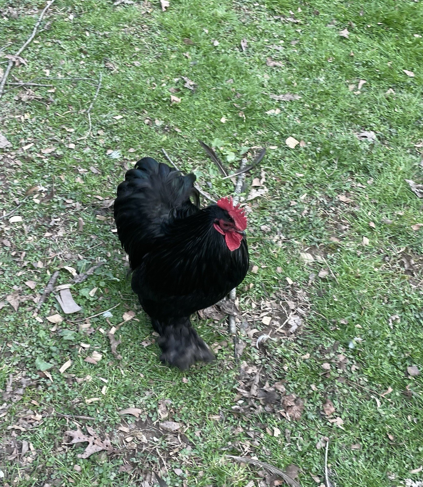 6+ fertile chicken hatching eggs