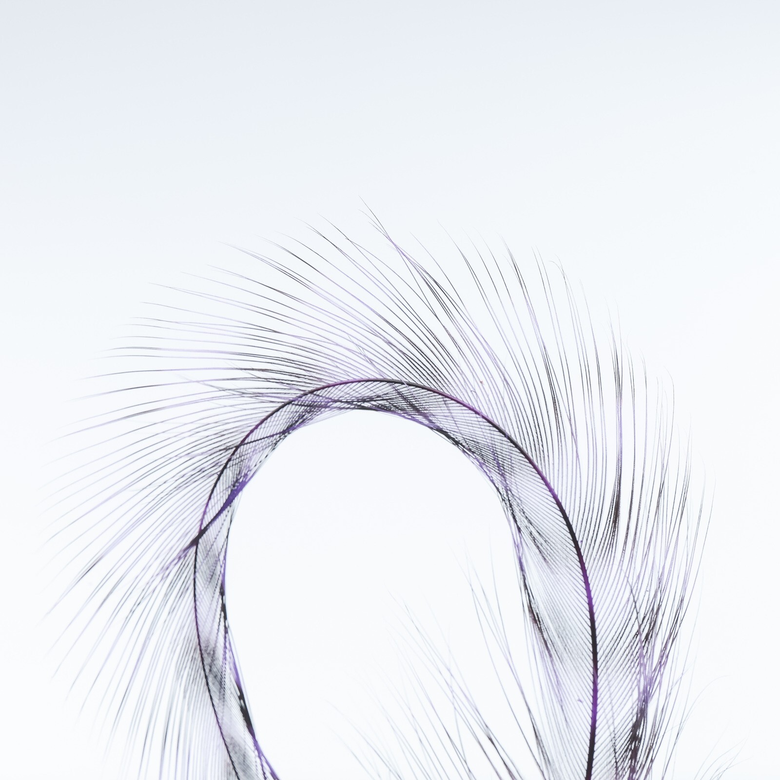 Metz Hackle Deceiver Pack - Grizzly/Purple