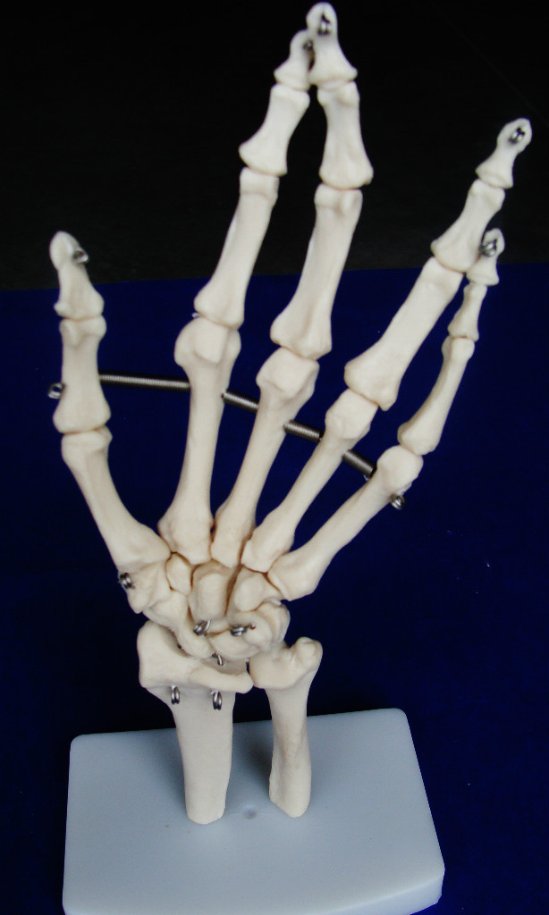 Model Anatomy Professional Medical Hand Joint Life Size IT-013 USA ARTMED