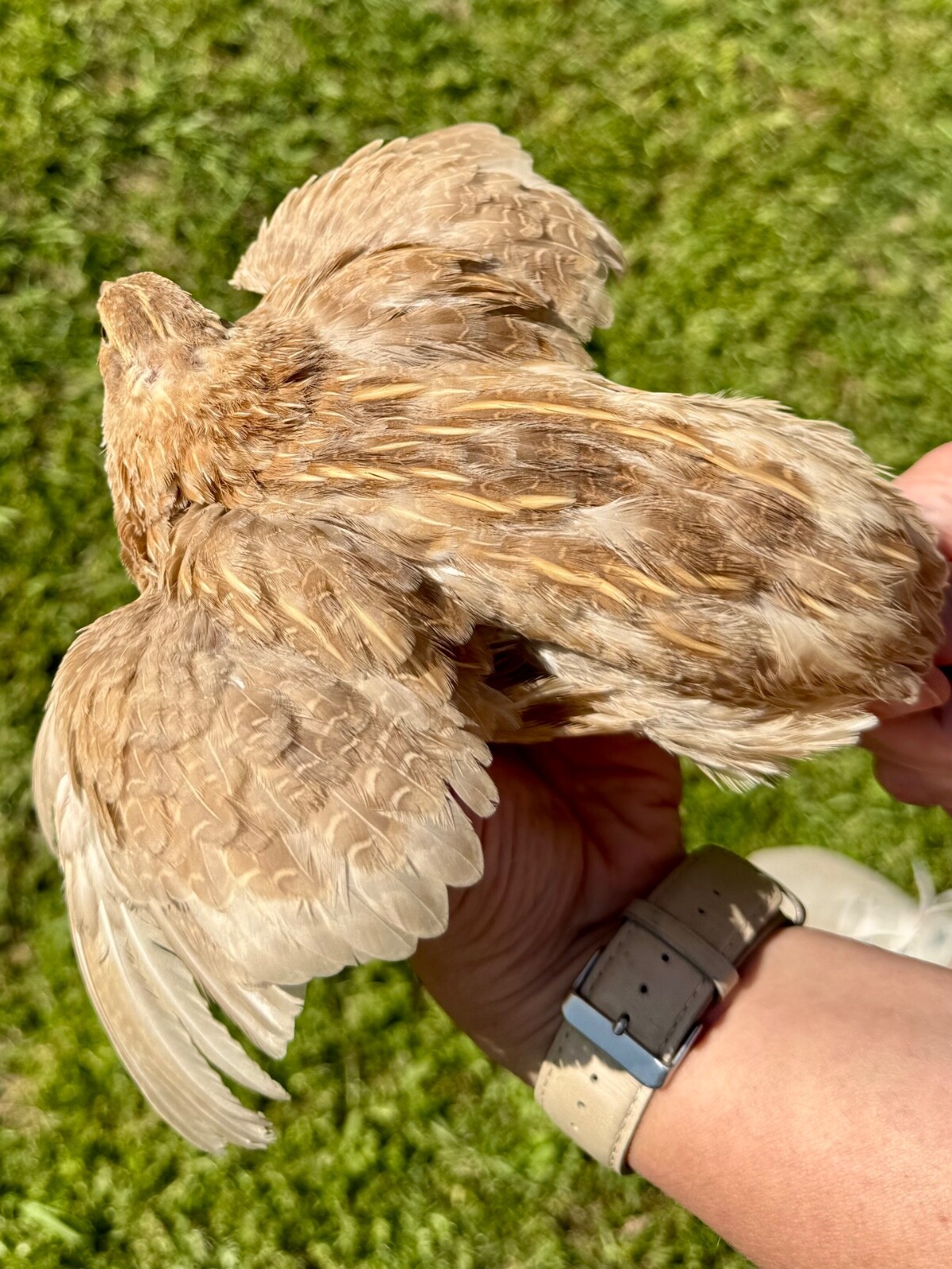 50+ RARE COLORS Coturnix Quail Hatching Eggs NPIP AI Free