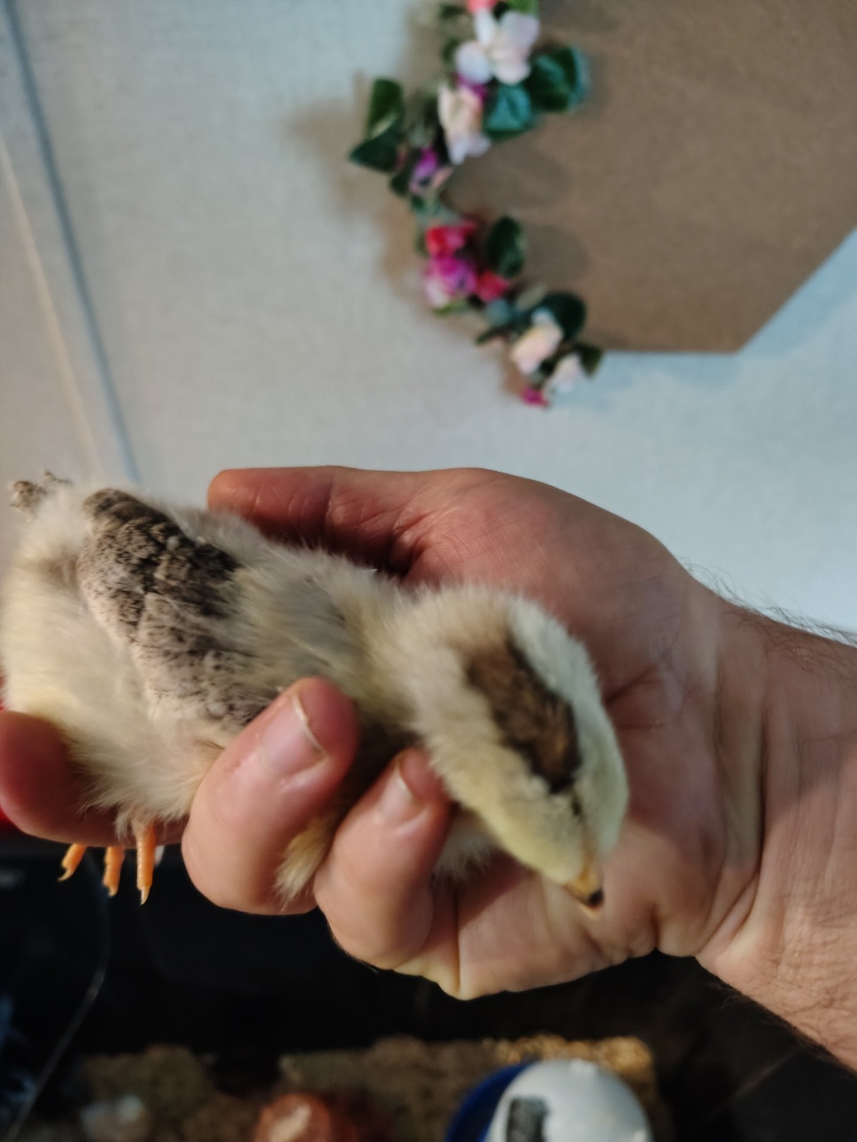 Assorted Rainbow Chicken Hatching Eggs (Assorted Colors)