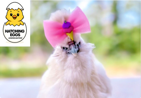 10 FERTILE CHICKEN FANCY SILKIE SILKY HATCHING EGGS QUICK USPS PRIORITY SHIPPING