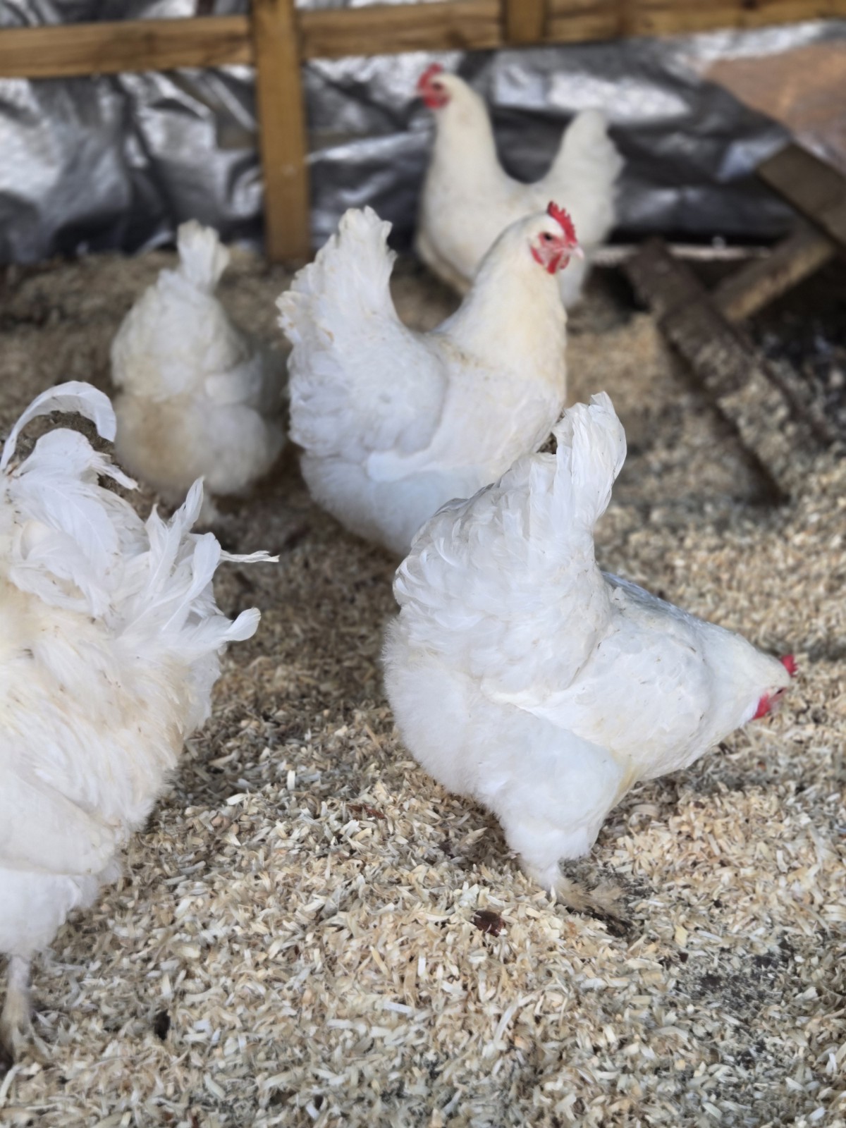 White Langshan Hatching Eggs 12 Plus 2 Extra