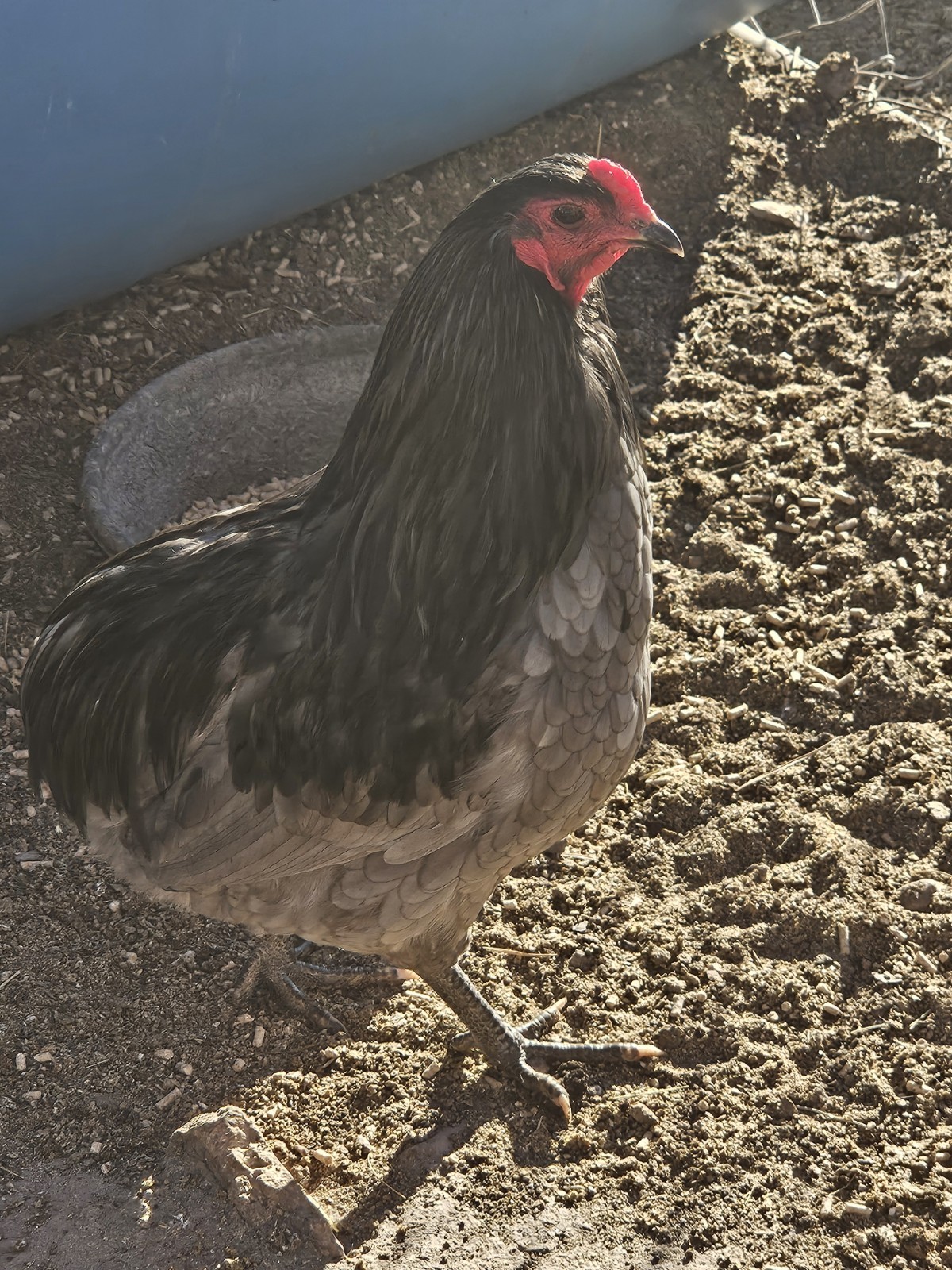 12+ F1 OLIVE EGGERS Hatching Eggs , penedesenca/ Araucana