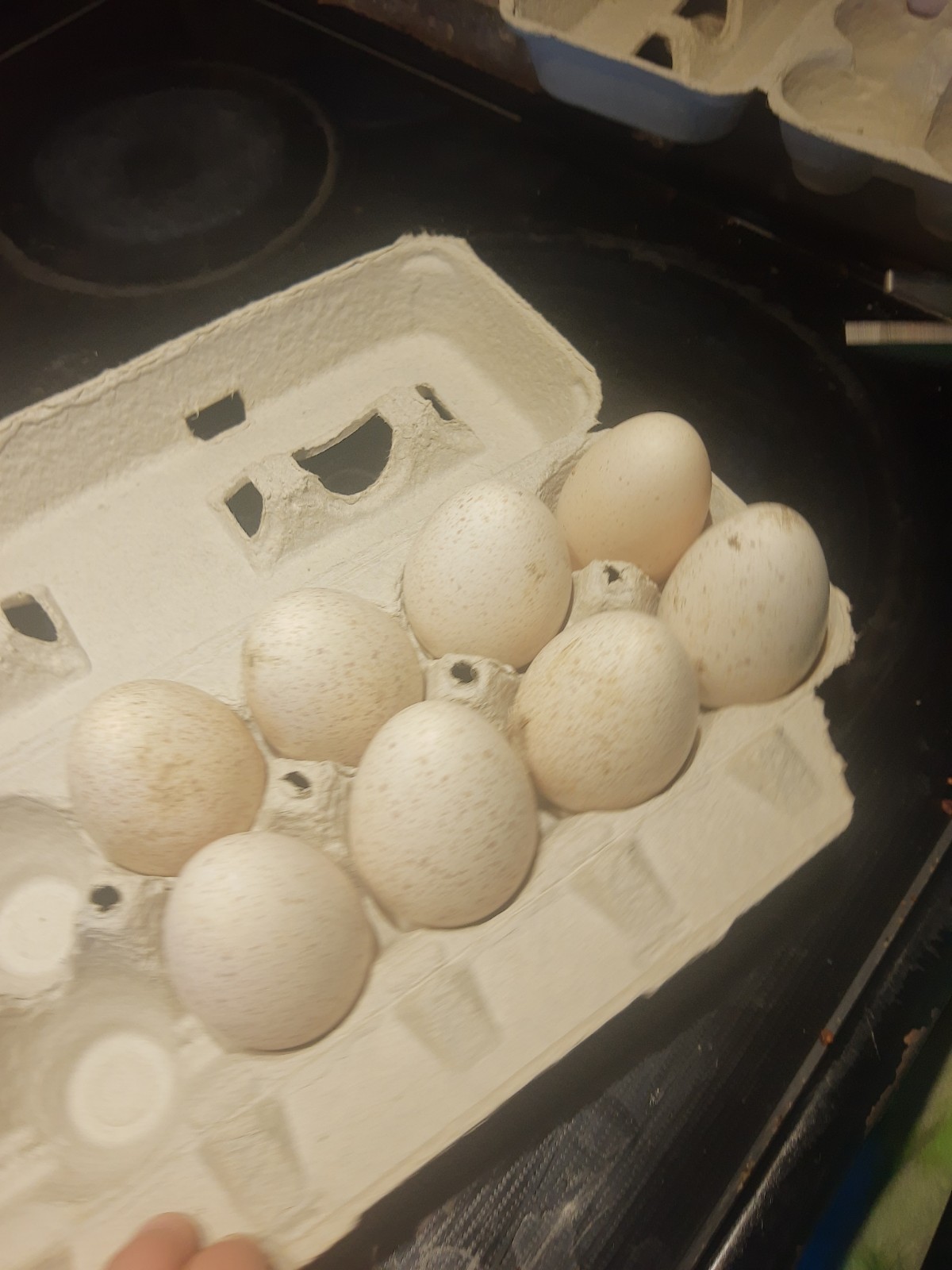 6 bourbon red turkey hatching eggs