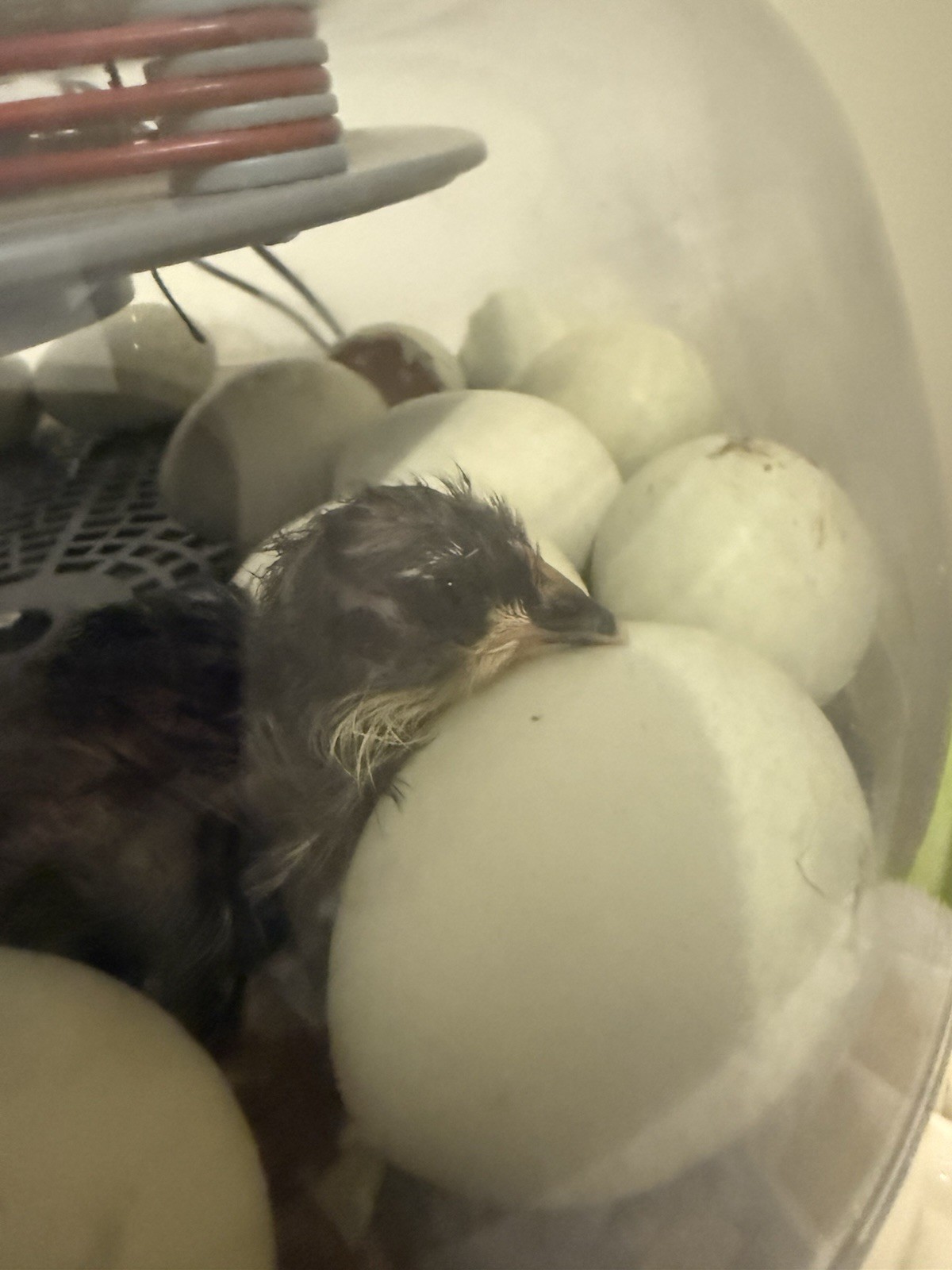 Ameraucana Hatching Eggs 6+