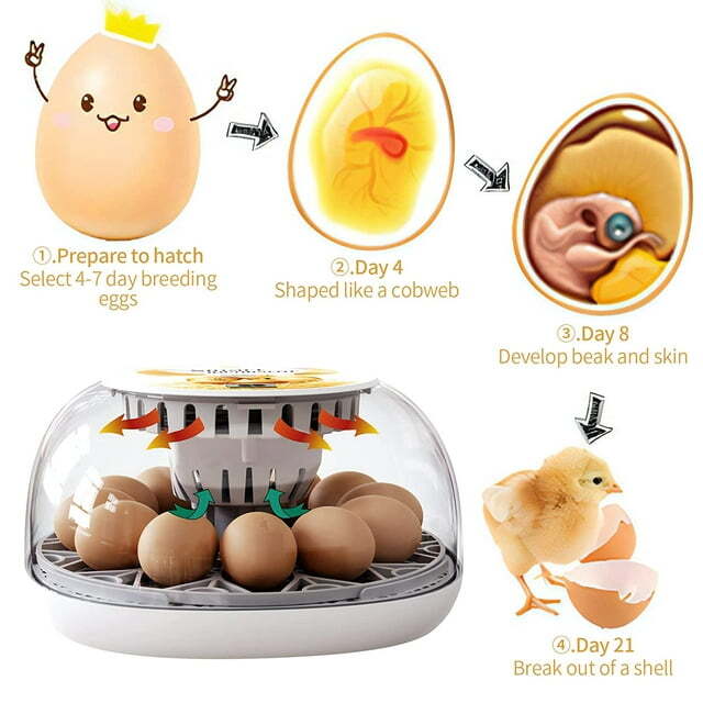 12 Egg Incubator for Hatching Eggs with Automatic Egg Turning Temperature