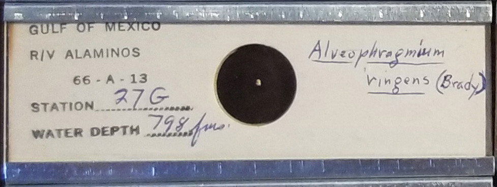 Foraminifera Alveophragmium ringens Gulf of Mexico Microfossil Microscope Slide