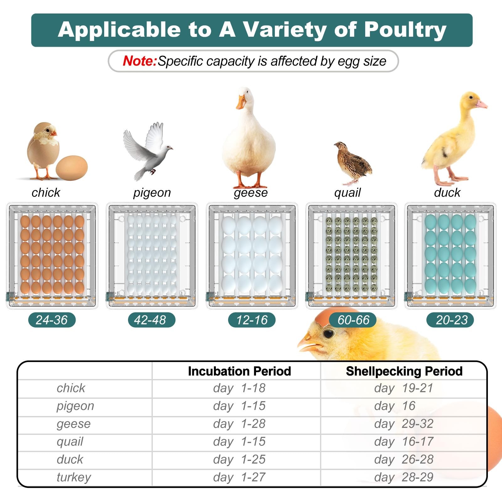 Coinceptus Incubators Hatching 36 Eggs Automatic Egg Turning And Humidity