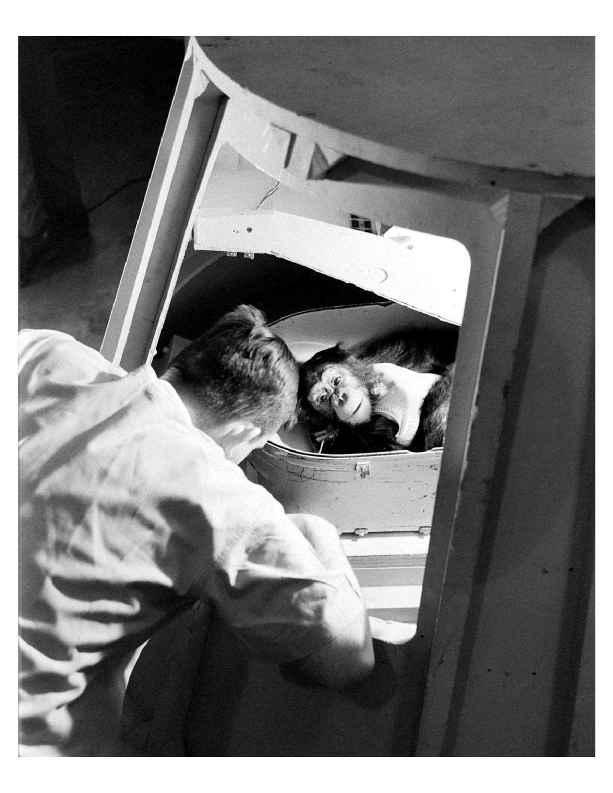1960 NASA Astrochimp In Training 8x10 Photo Print #2 On 8.5" x 11"
