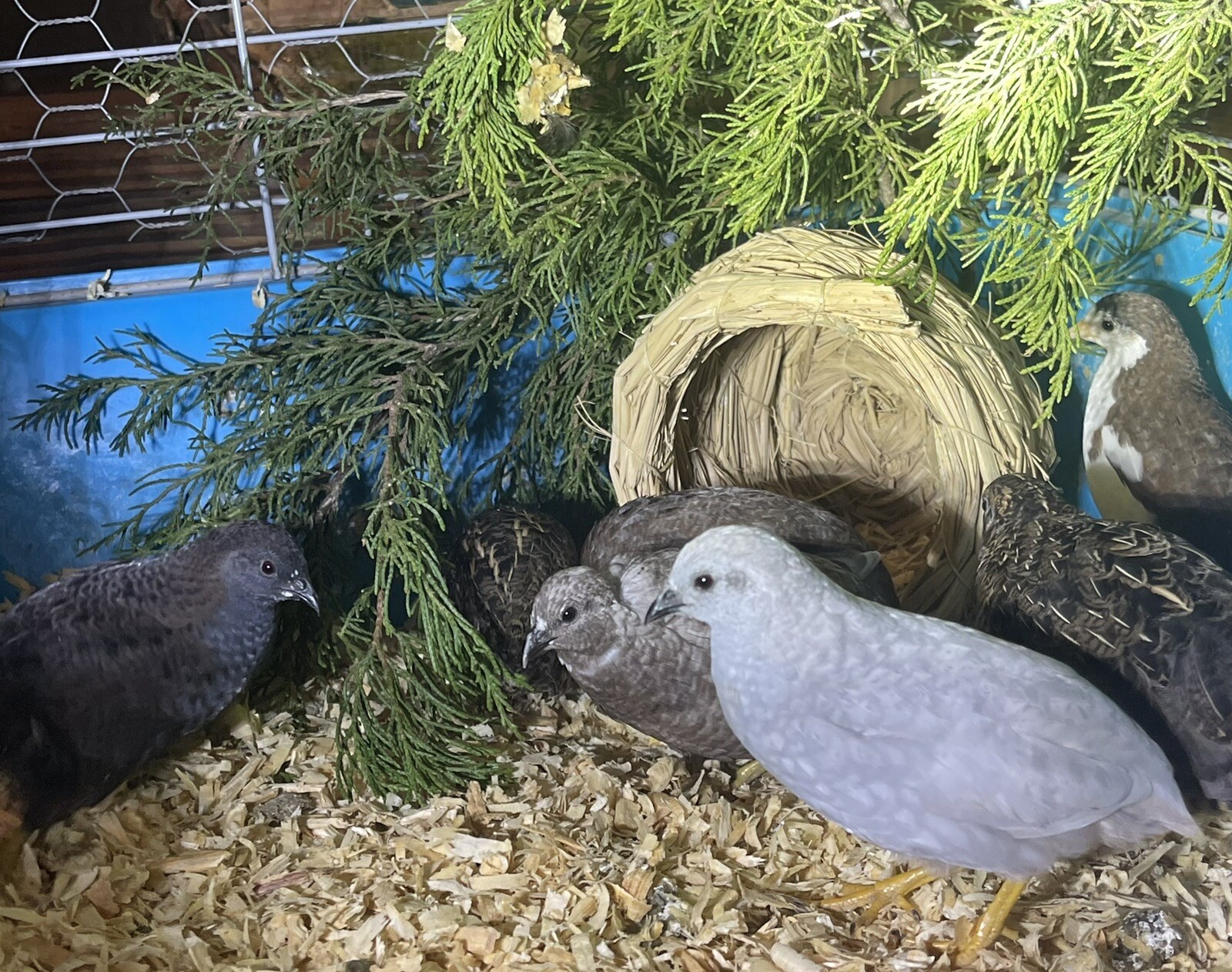 12 Exotic Rare Button Quail Hatching Eggs Colors