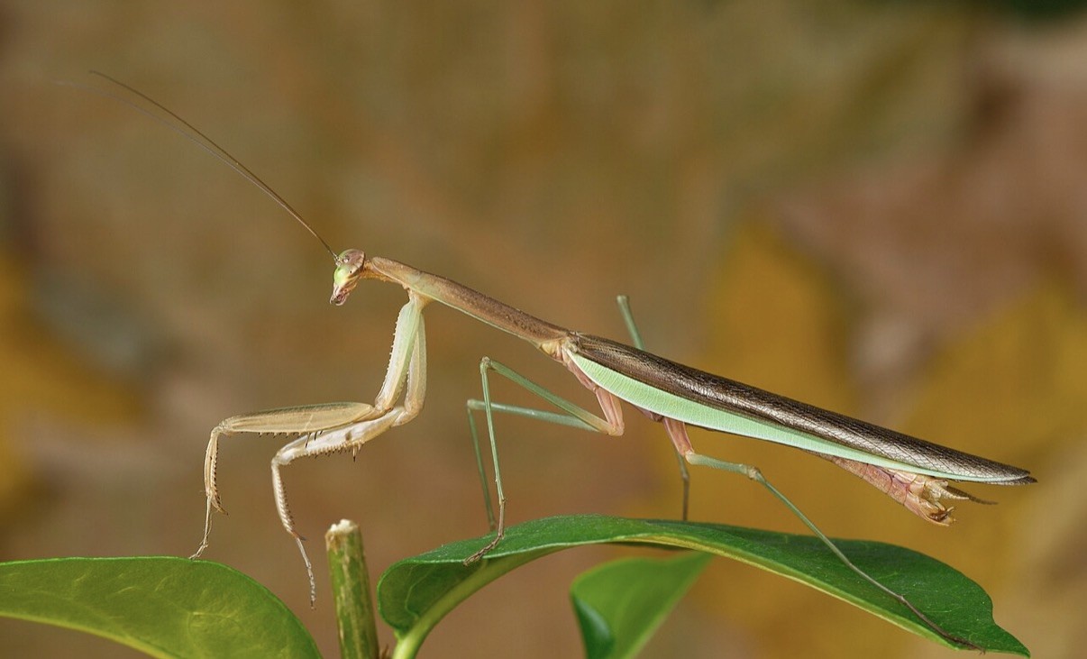 Live Praying Mantis Kit 2 fresh egg cases, Educational Science Kit, Stem Project