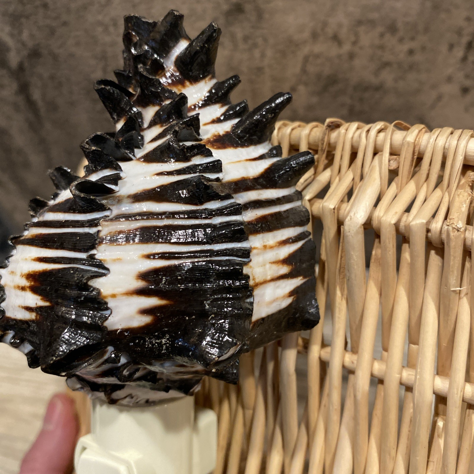 Seashell nightlight