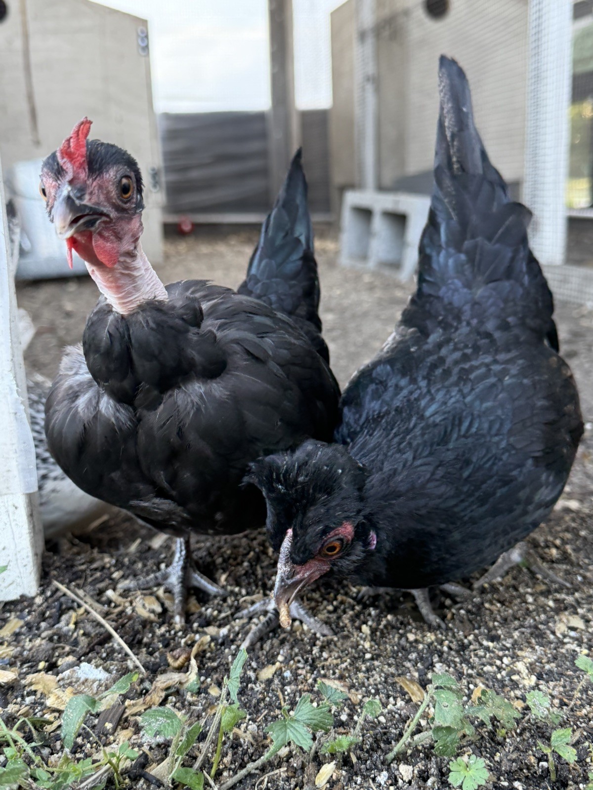 8 Kikiriki Hatching eggs NPIP/AI and PT Clean