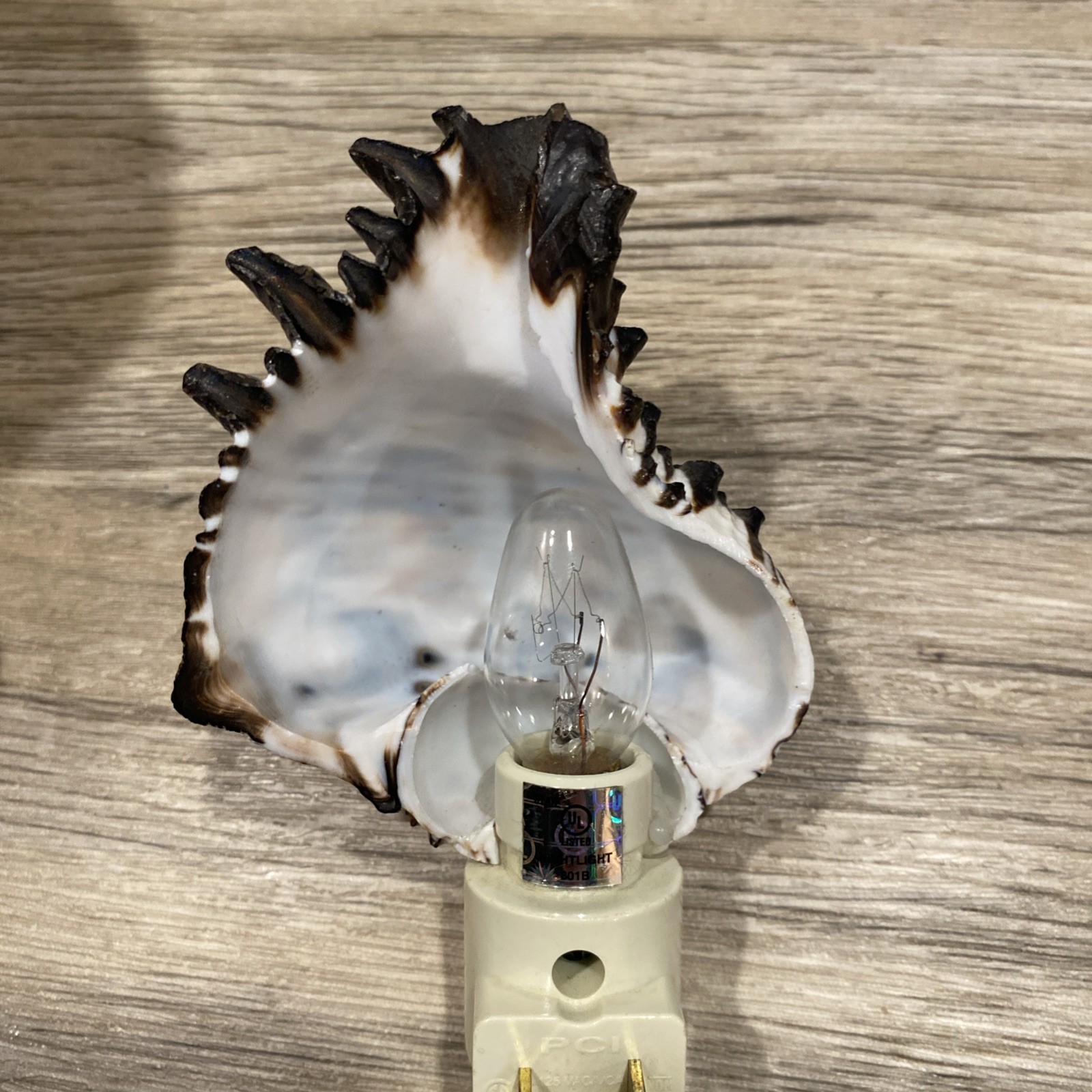Seashell nightlight