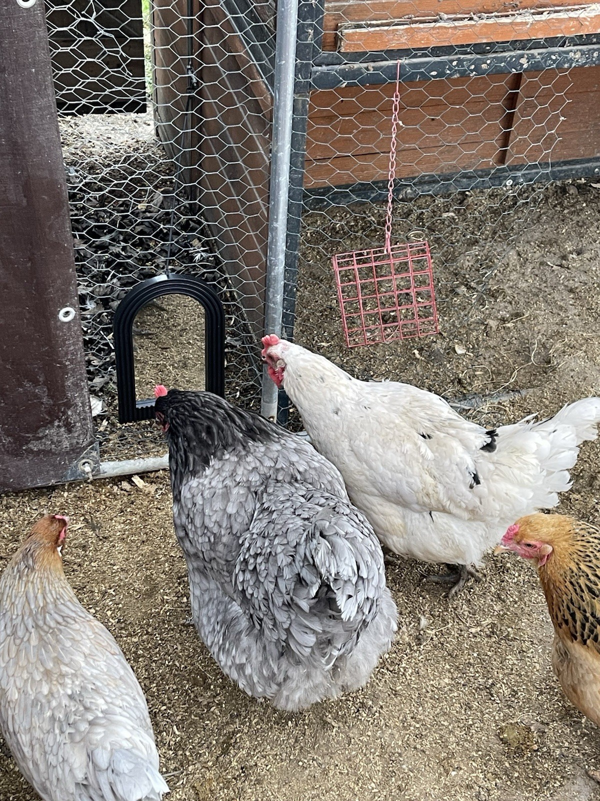 NPIP 18 Barnyard mix Assorted Hatching Eggs