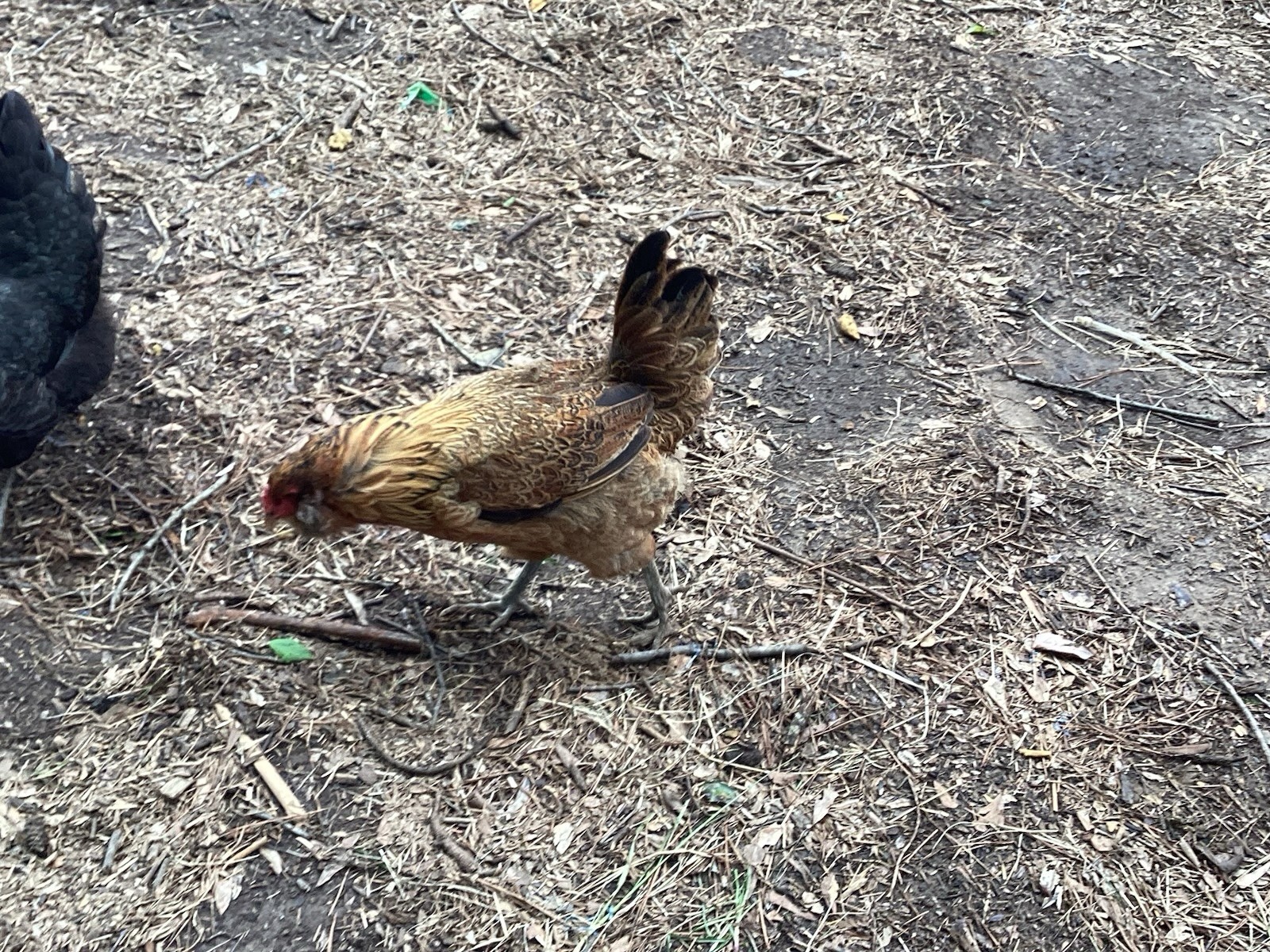 12+1 Backyard Mixed Chicken Hatching Eggs Mixed Breeds