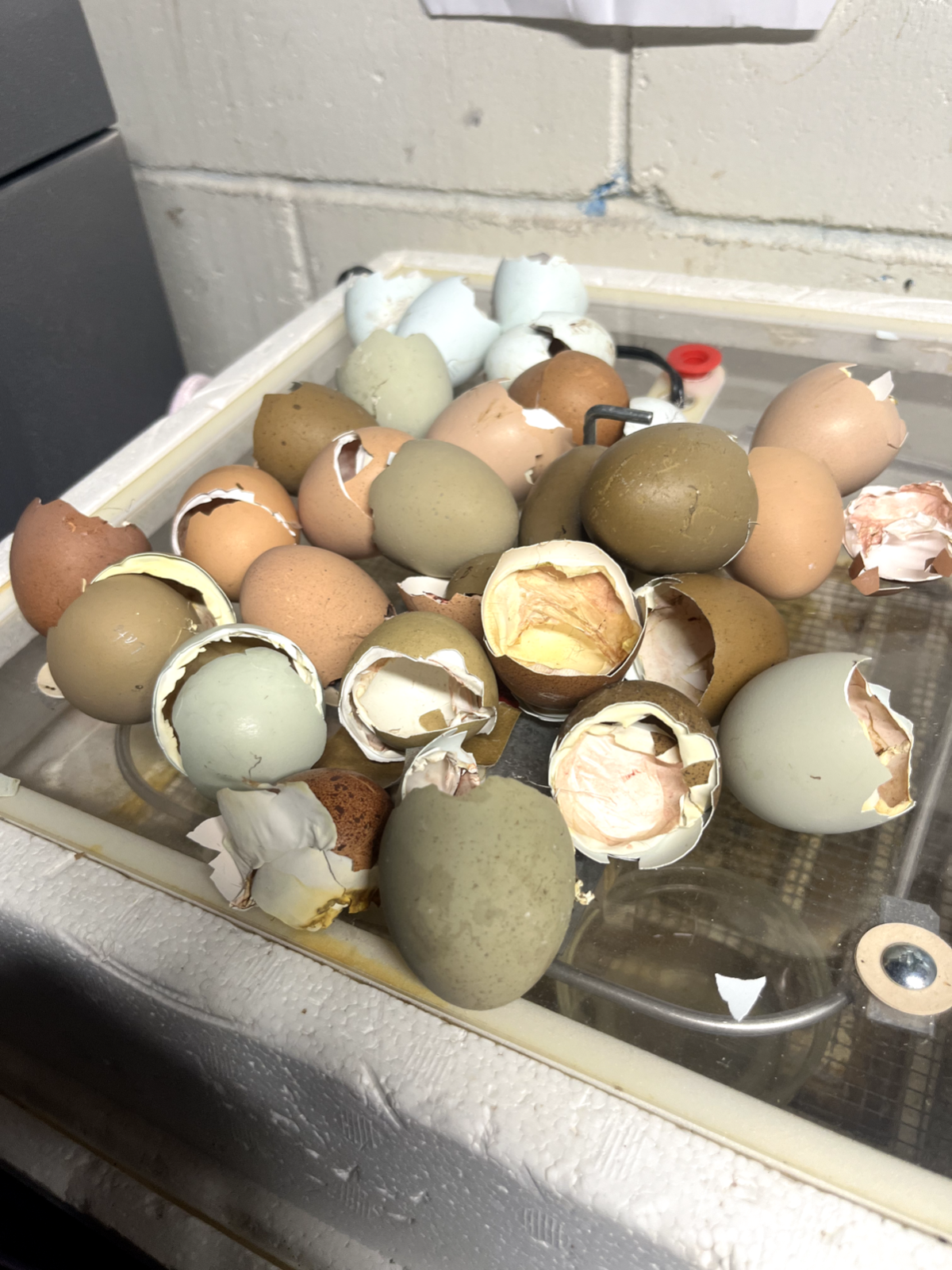 3 Fresh and Fertile Rainbow Hatching Eggs Olive Cemani Rare Colors