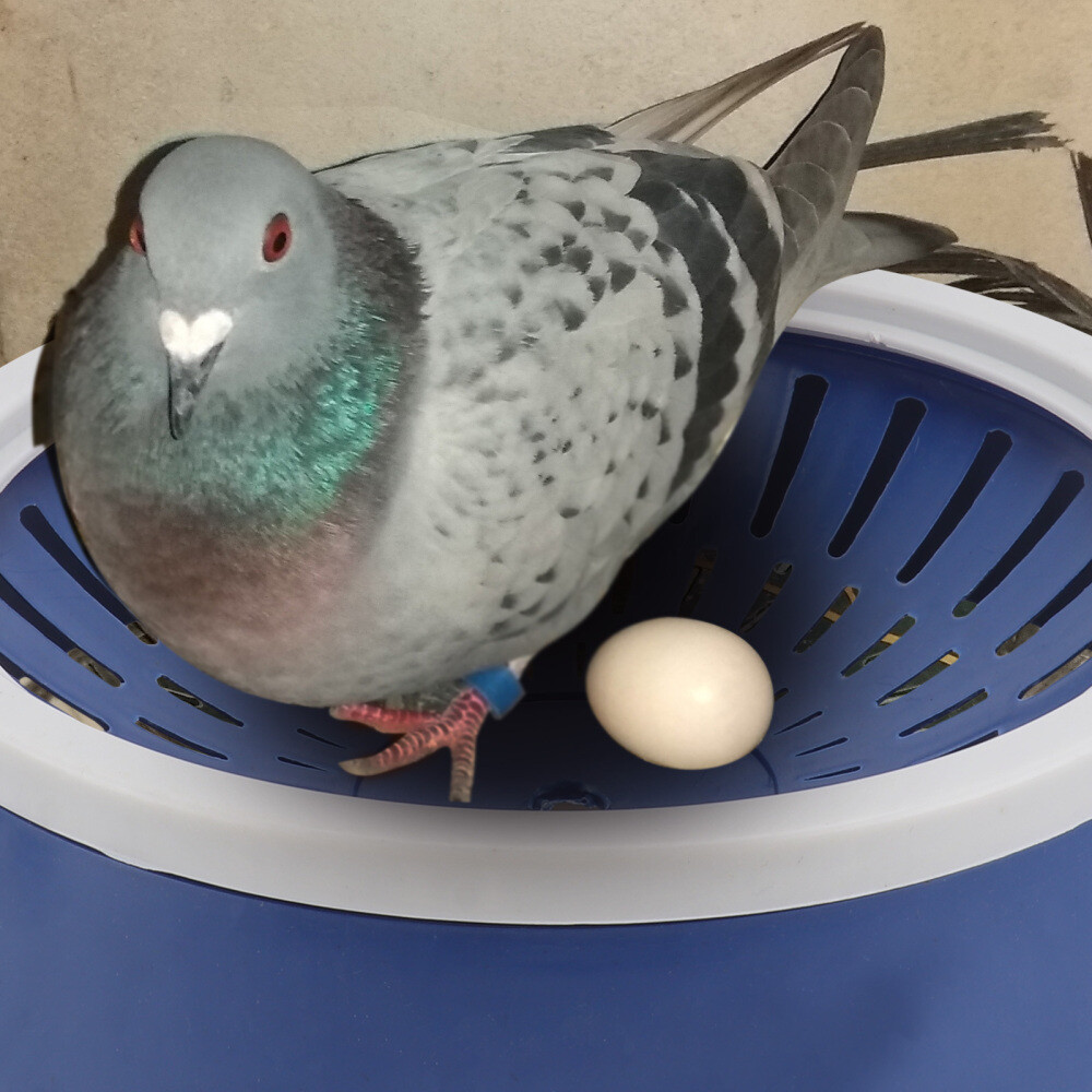 5 Pcs Pigeon Hatching Nest Parakeet Bird Cage Egg Bowl Container Box