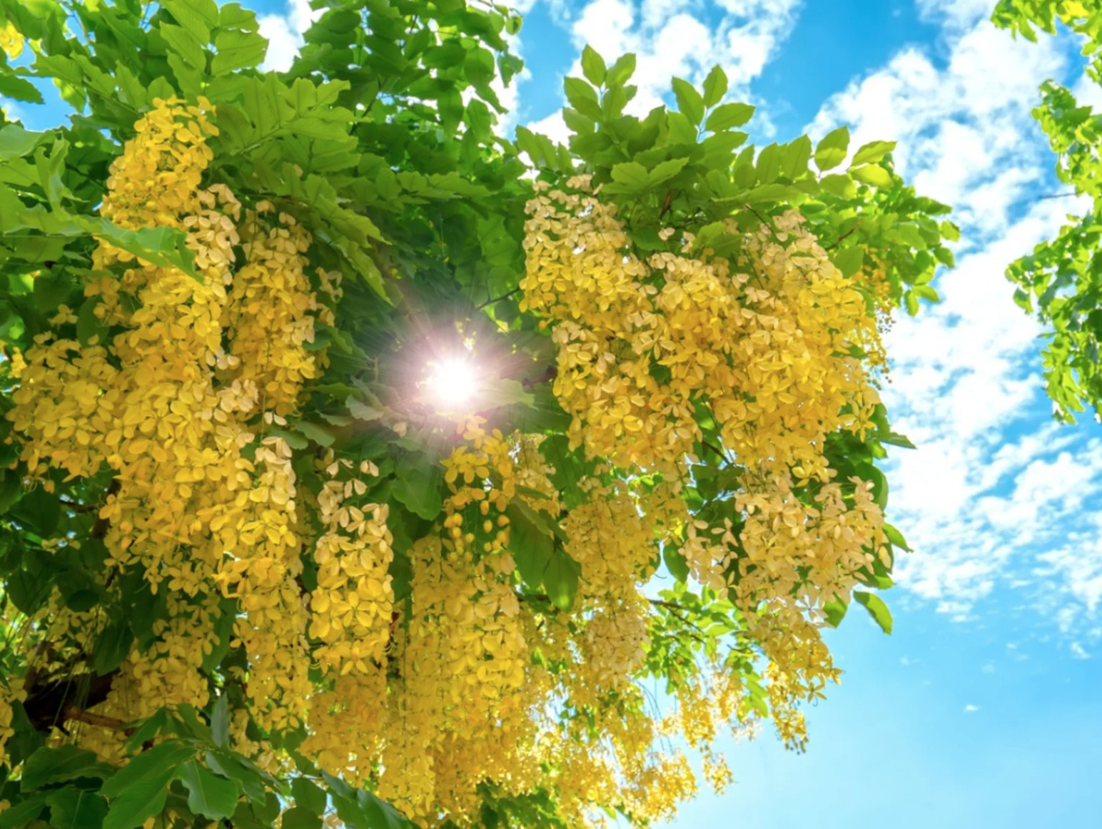 LIVE PLANT 3ft Cassia fistula - Golden shower - purging cassia -Indian laburnum
