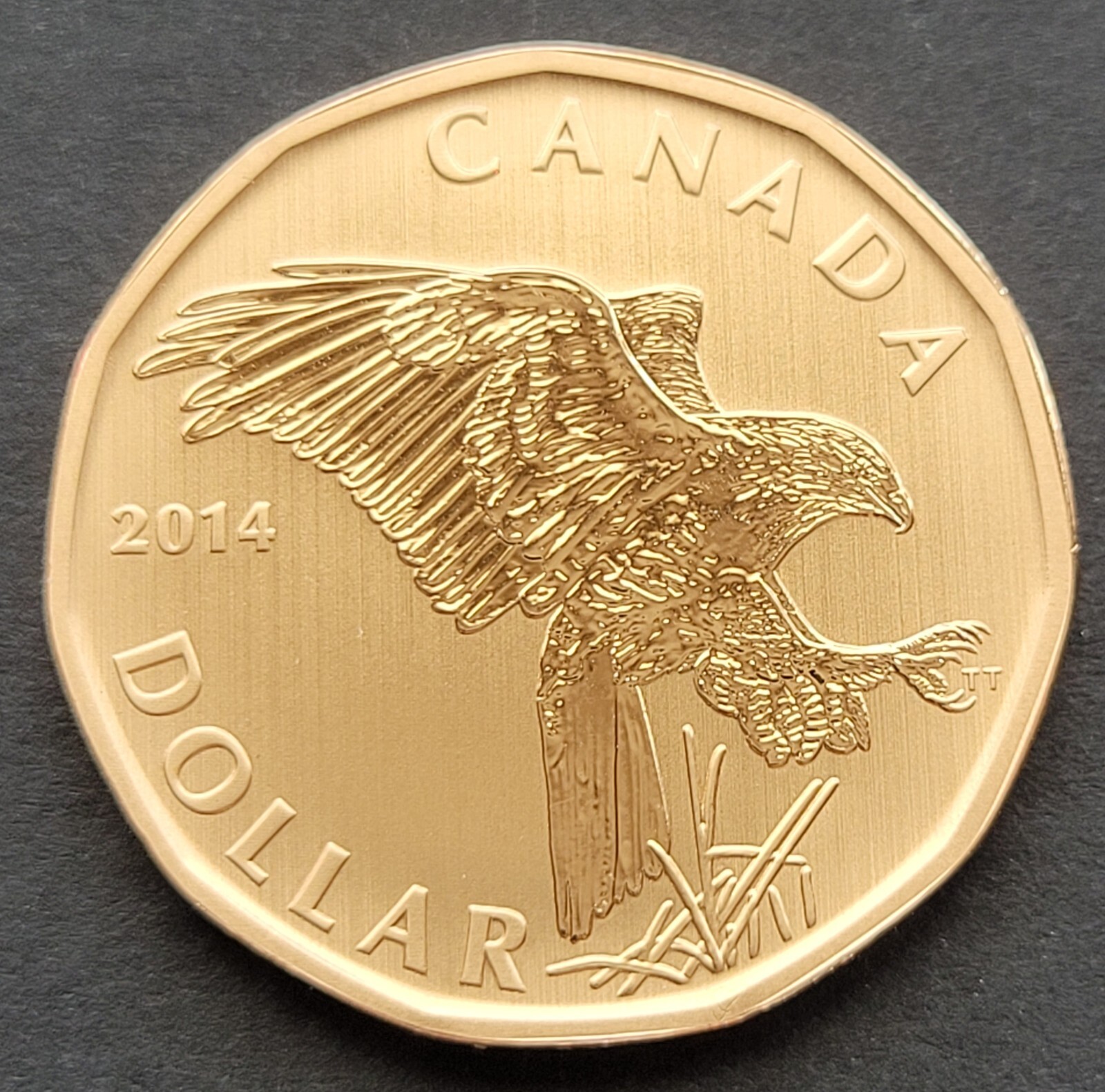 ***  CANADA   LOONIE  2014  ***  SPECIMEN  ***  FERRUGINOUS  HAWK  ***