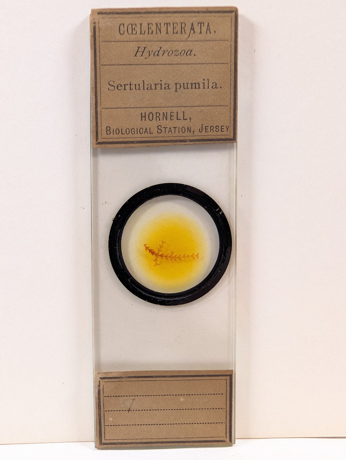 Antique Hornell Biological Station Microscope Slide Sertularia pumila