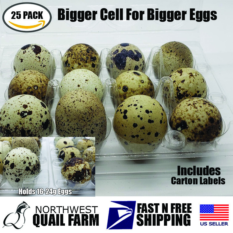 LARGER JUMBO Quail Egg Cartons (25 pack) Holds 12 Larger Eggs Secure Snap Close