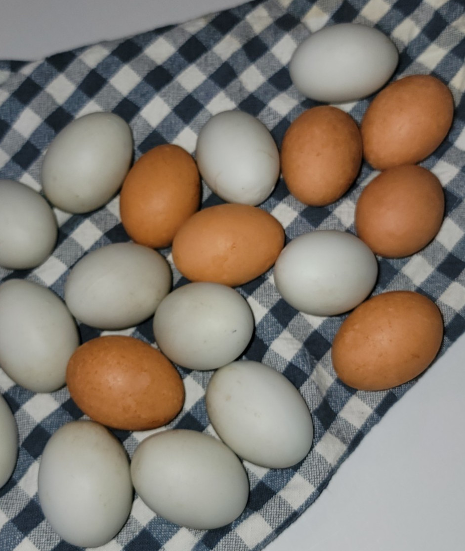 18 Fake Realistic Decoy Nest Bird Chicken Eggs Barn  Coup For Craft Hens Lay
