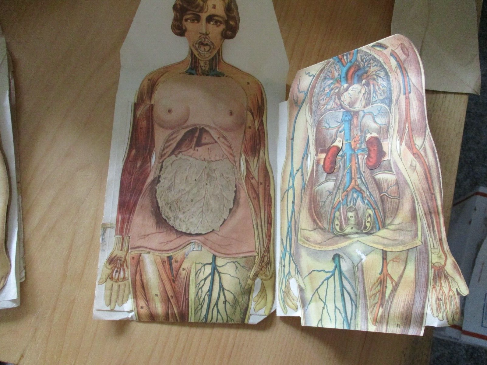 Vintage Anatomical Sectional Models Flip Charts Mankins