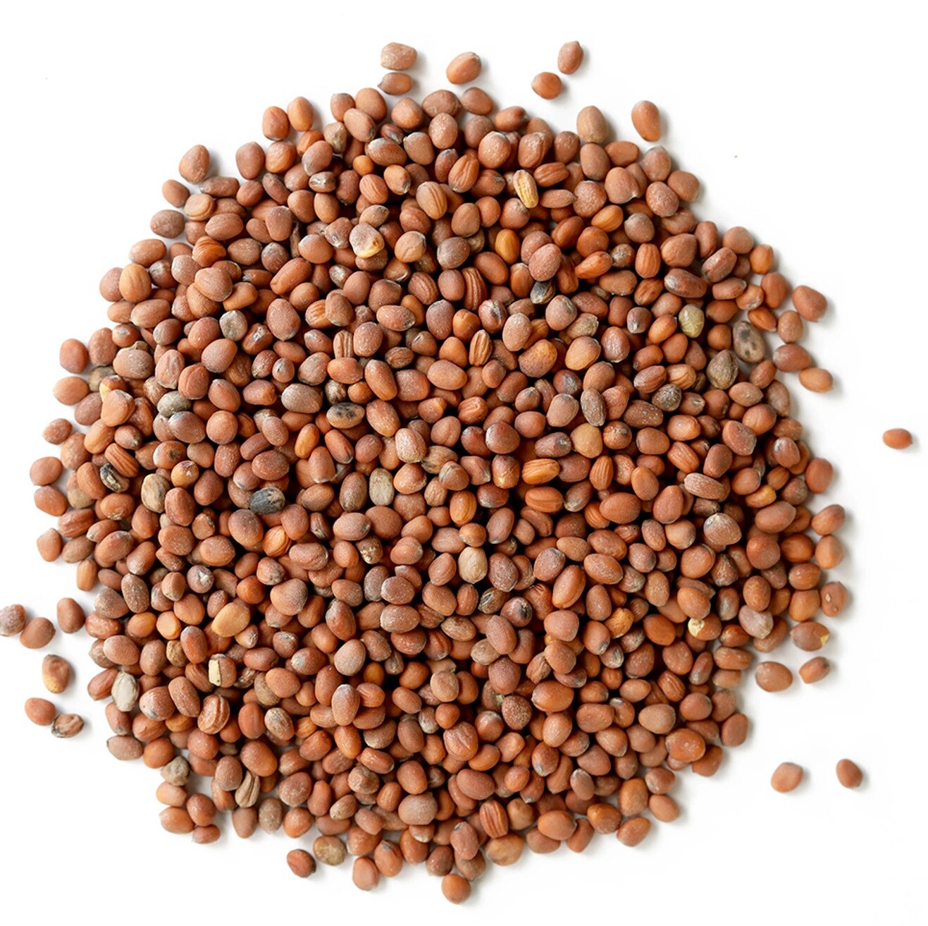 Daikon Radish Seeds - Fast Growing Edible Sprouting Cover Crop NON-GMO