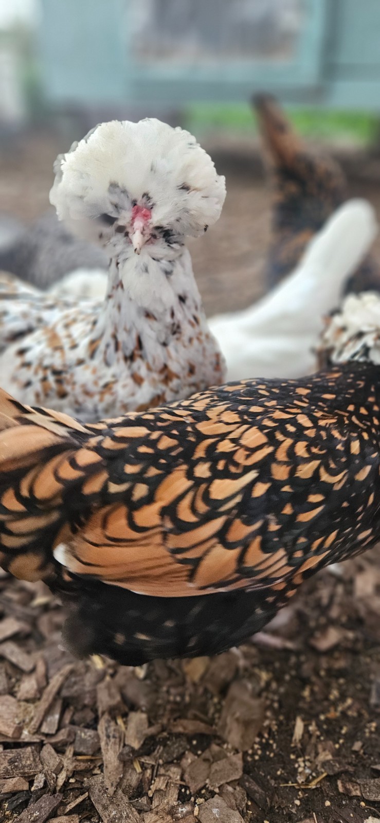 12 Polish Hatching Eggs