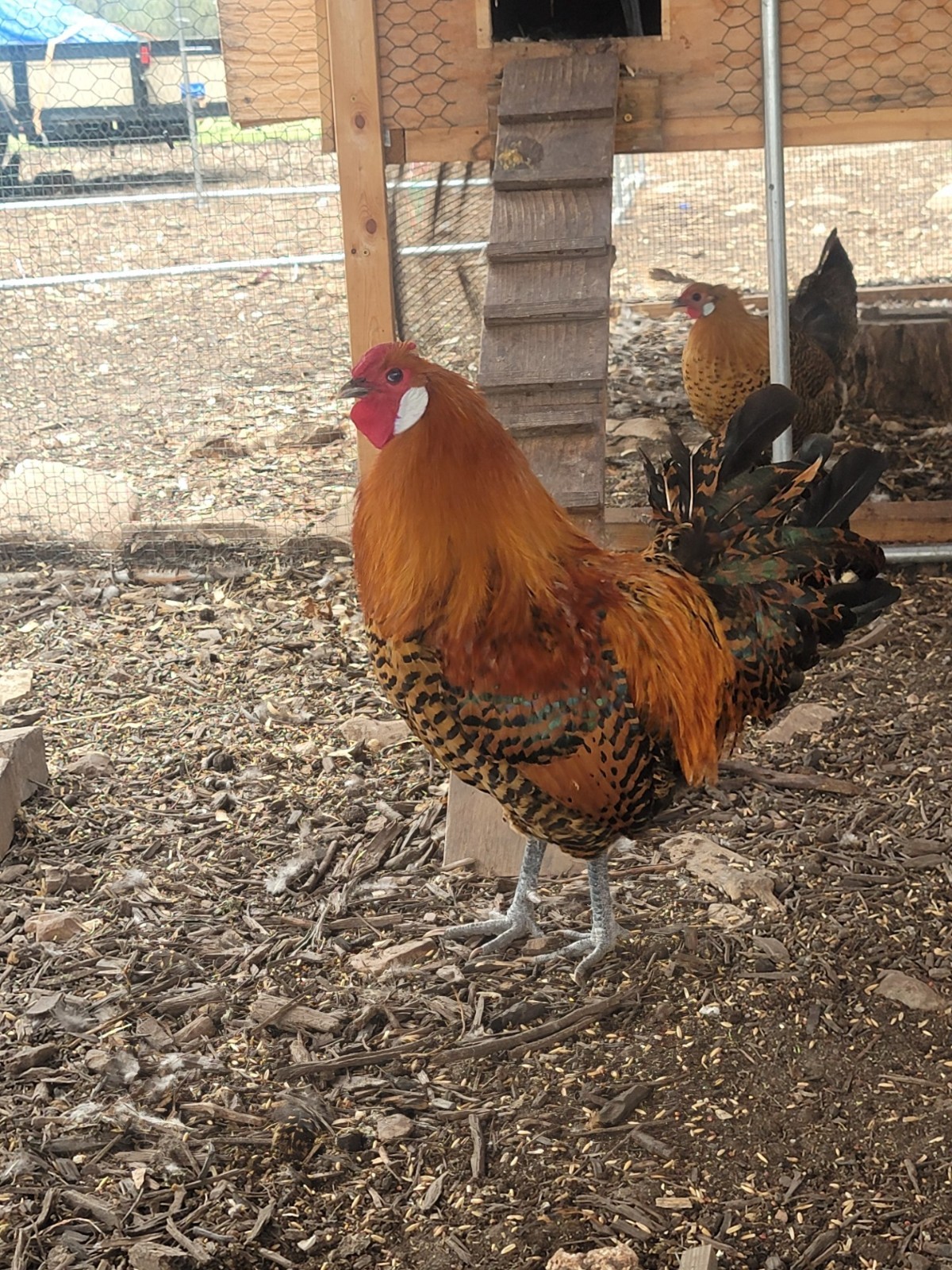 6 Golden Deathlayer fertile hatching eggs - VERY RARE