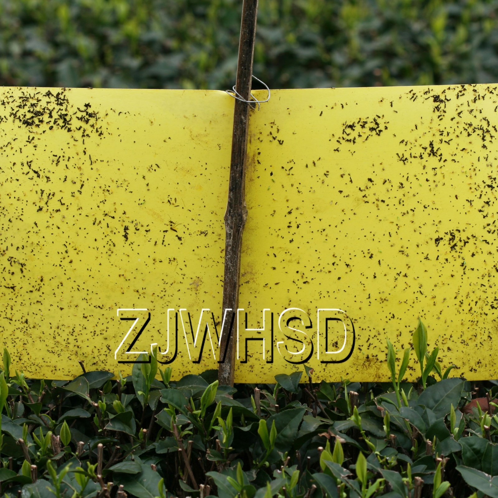 20pcs Yellow Sticky Insect Aphid Whitefly Thrip Gnat Fruitfly Leafminer Trap