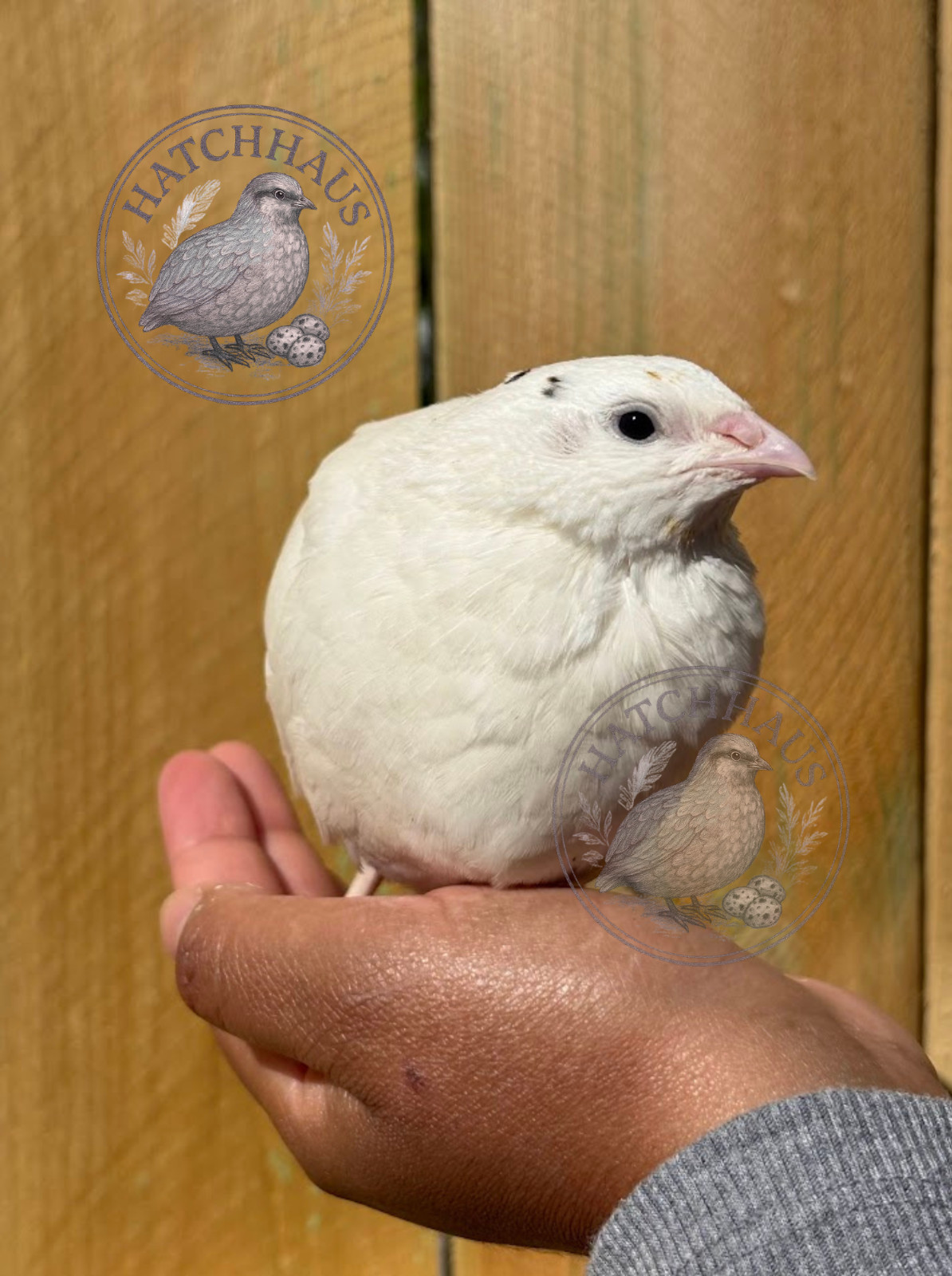 36 Assorted RARE COLORS Coturnix Quail Hatching Eggs - shipped in foam