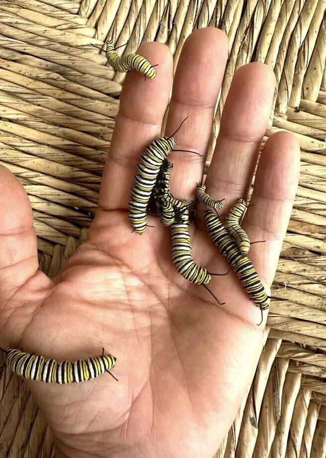 Monarch Caterpillar, Monarchs, Live Caterpillar