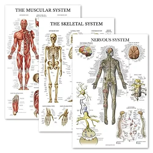 3 Pack - Muscle + Skeleton + Nervous System Anatomy Poster Set - Muscular and