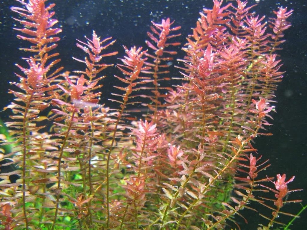 Rotala Red Rotundifolia (Rotala rotundifolia) Live Aquatic Plant Bunch