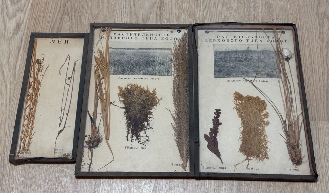 Lot of 3 framed educational herbariums of marsh plants of the USSR, 1970s