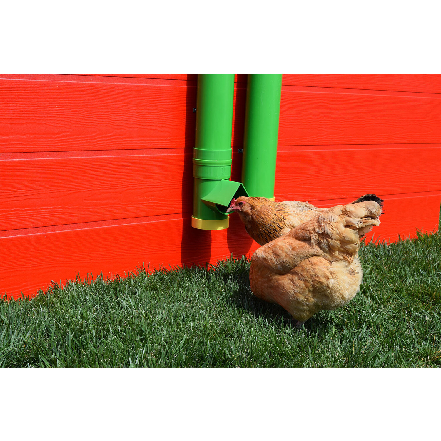 Rugged Ranch High End Hen Elevated 10 Pound Poultry Feeder and Mounting System