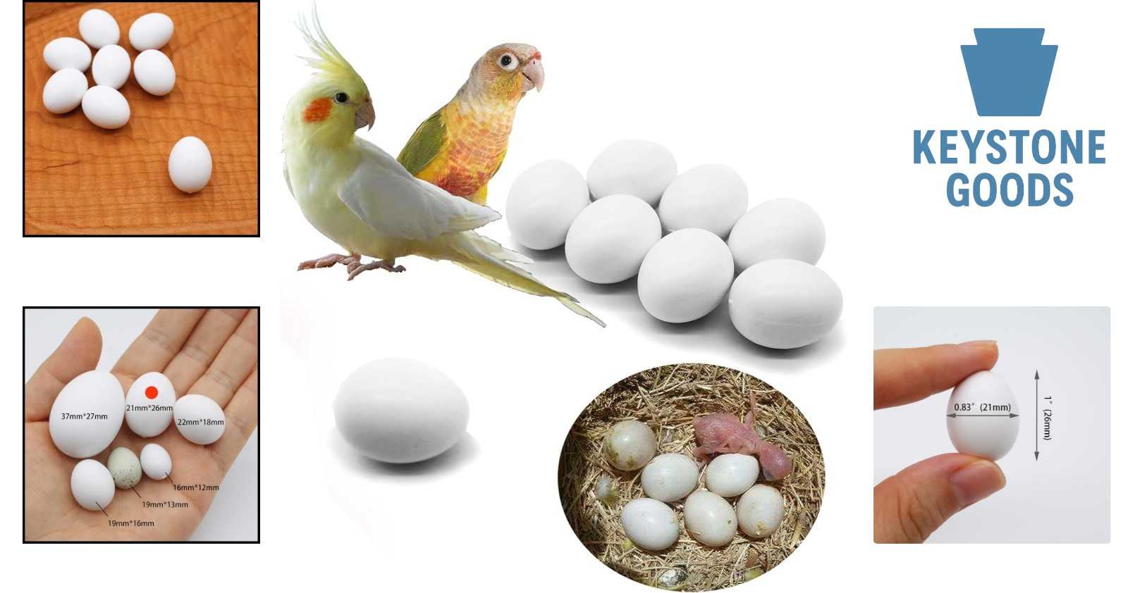 8 pcs Parrot & Bird Reproduction Dummy Eggs - Realistic Plastic Hatching Eggs