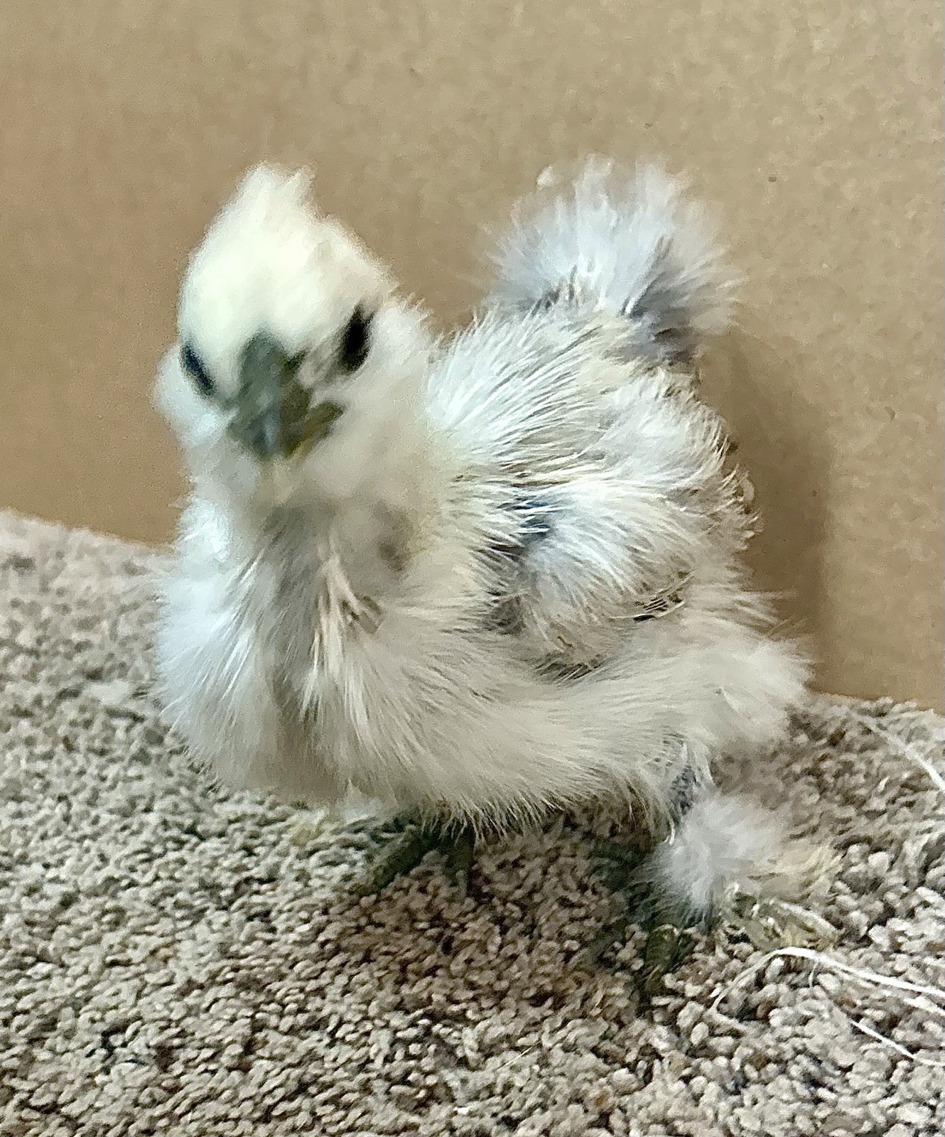 6+ Silkie Hatching Eggs - Fertile- NPIP