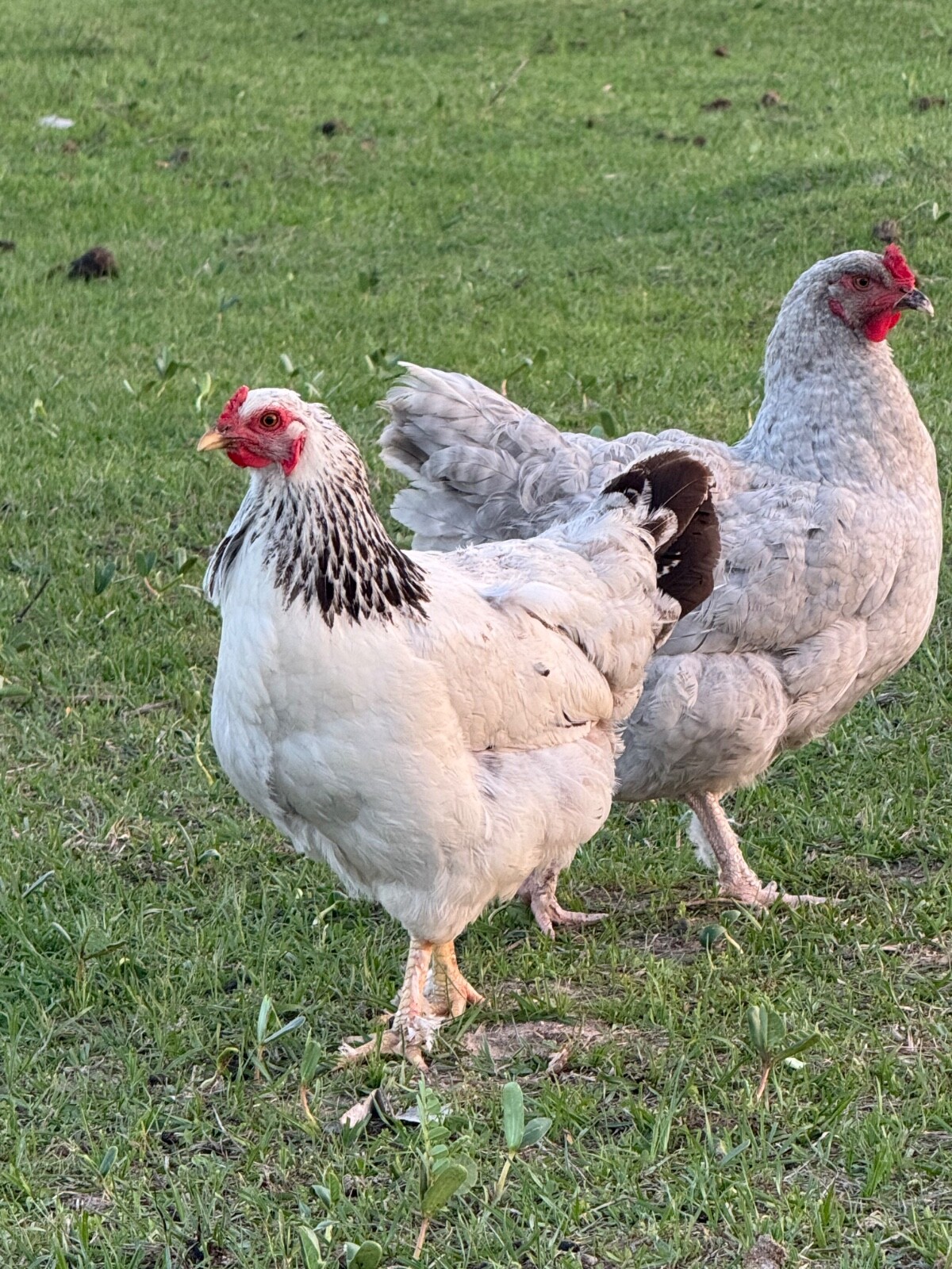 12 Mix Hatching Eggs (Rare Breeds)