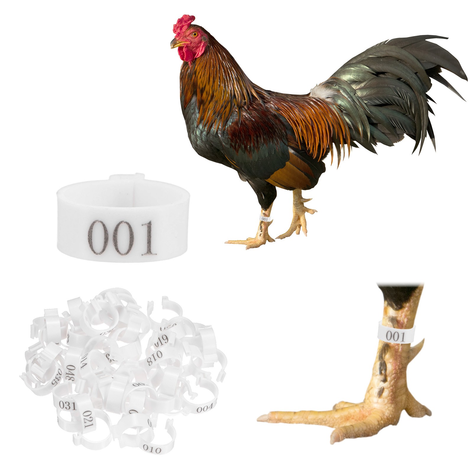 50-Pack Chickens Leg Bands, 20 mm Plastic Chicken Leg Rings [White]