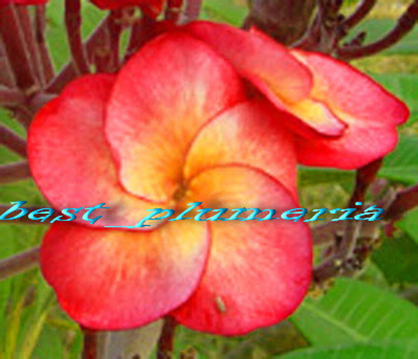 Plumeria Seeds/Flowers/Soiytuptim/Fresh 110 seeds!!