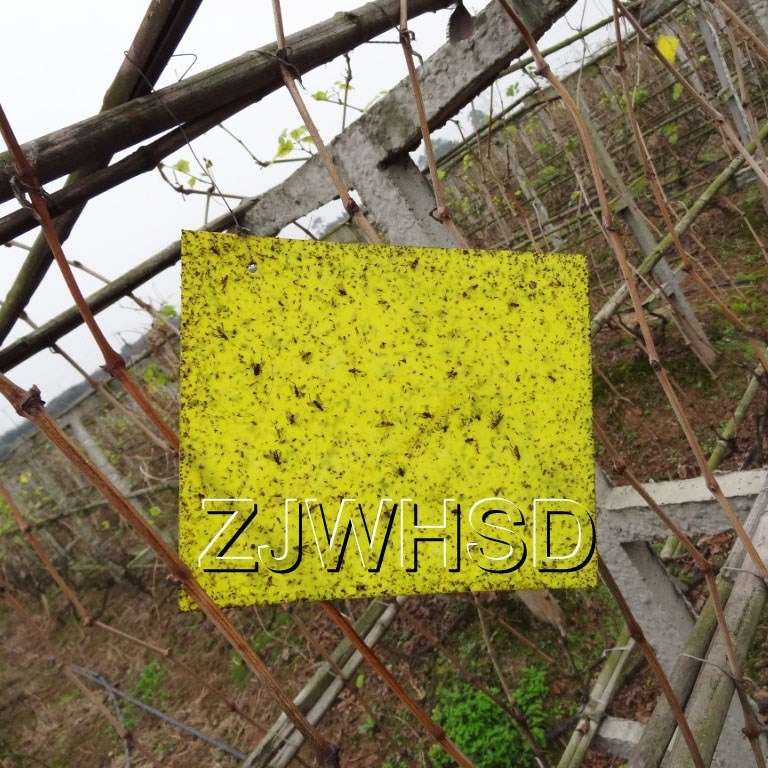 20pcs Yellow Sticky Insect Aphid Whitefly Thrip Gnat Fruitfly Leafminer Trap