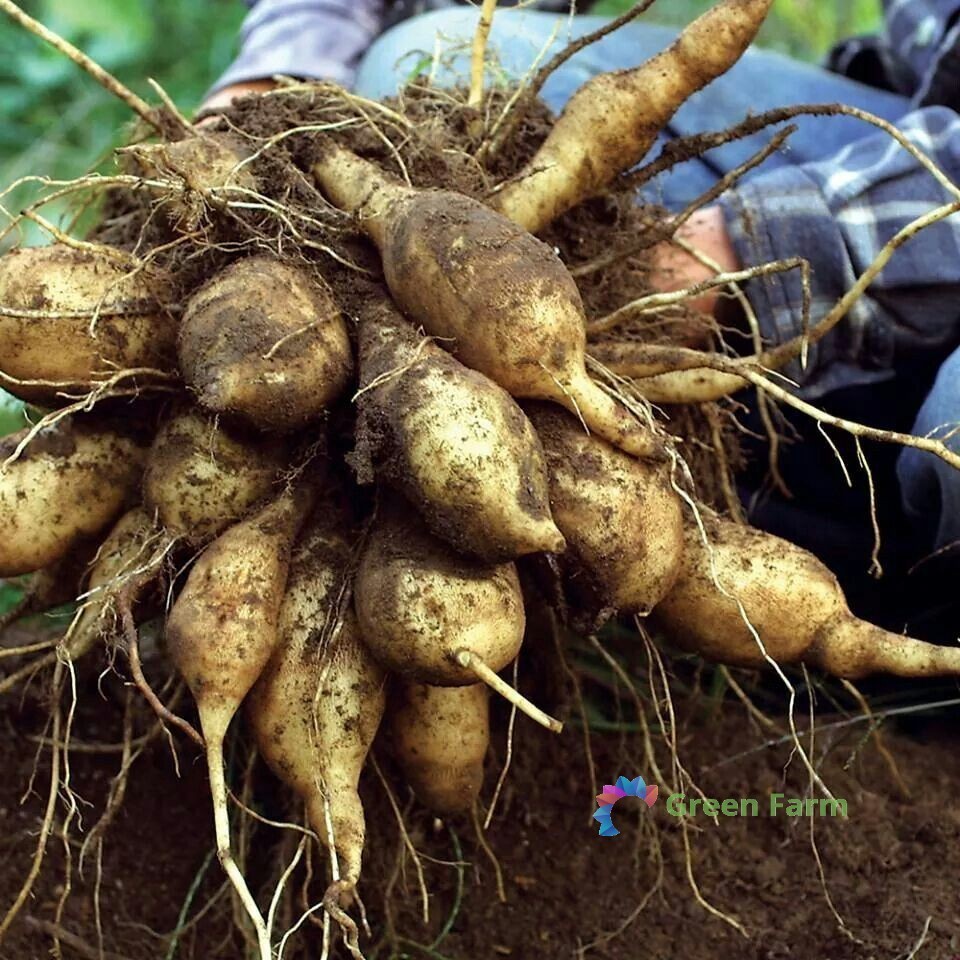 100 Seeds Smallanthus Sonchifolius Yacon Peruvian Ground Apple Crisp Sweet Root
