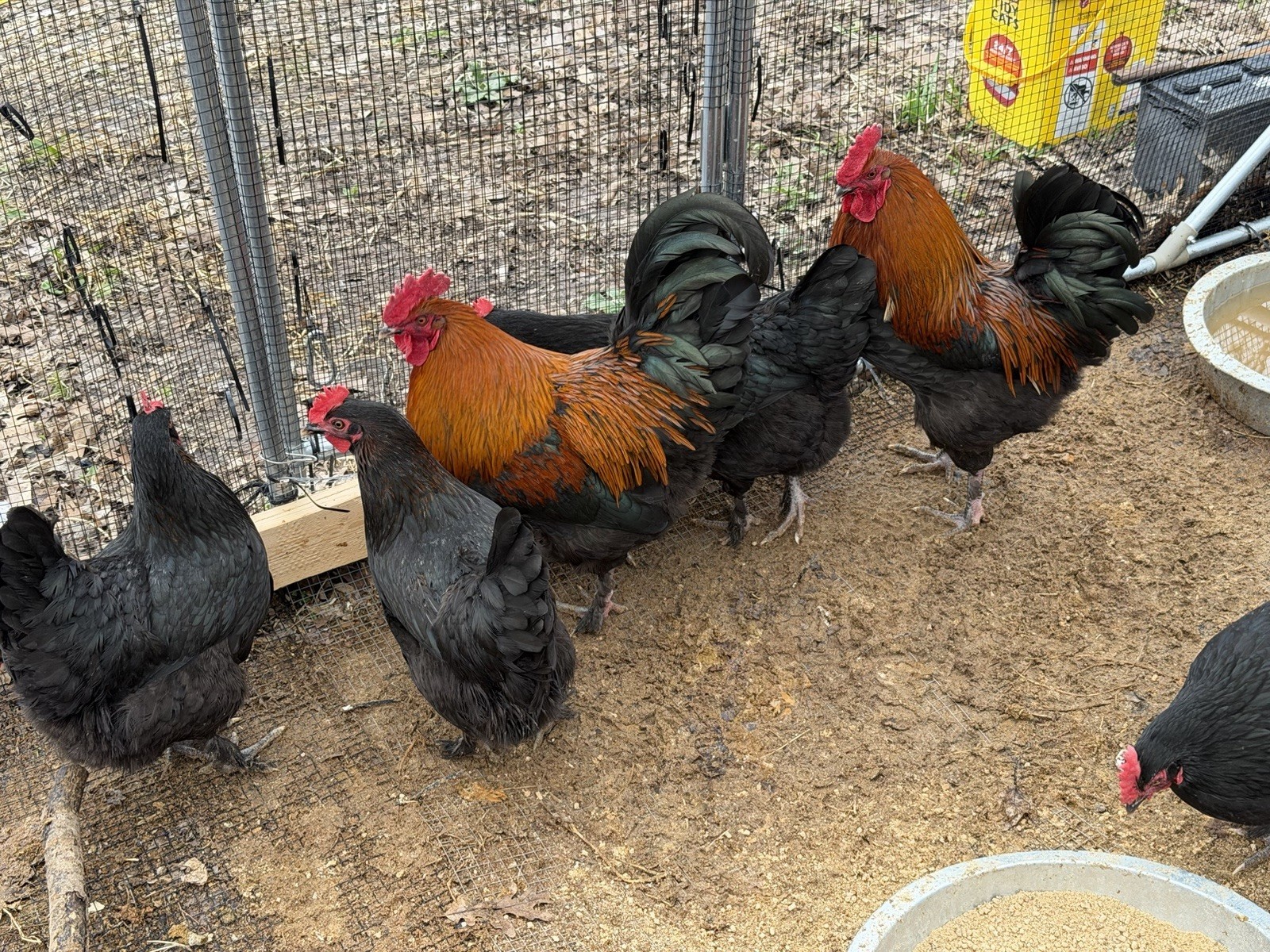 16 + Hatching Eggs Sampler - Easter Egger, Marans, Wyandotte, Ameraucana
